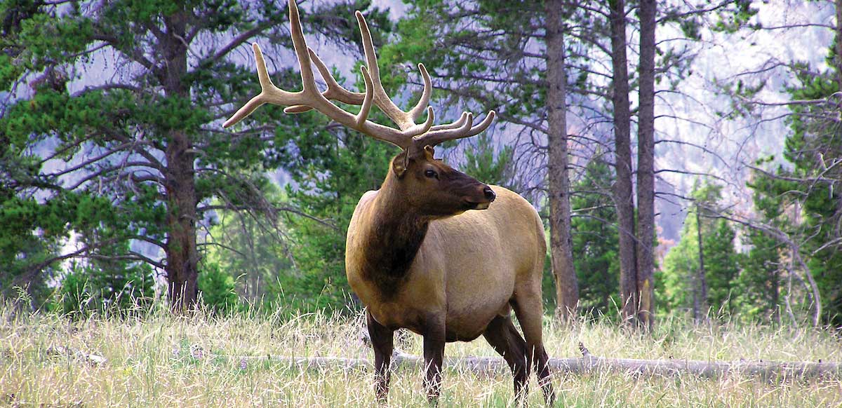 why elk click while walking