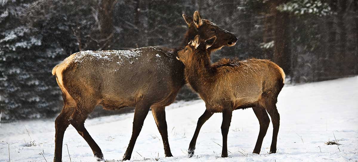 West Virginia Elk
