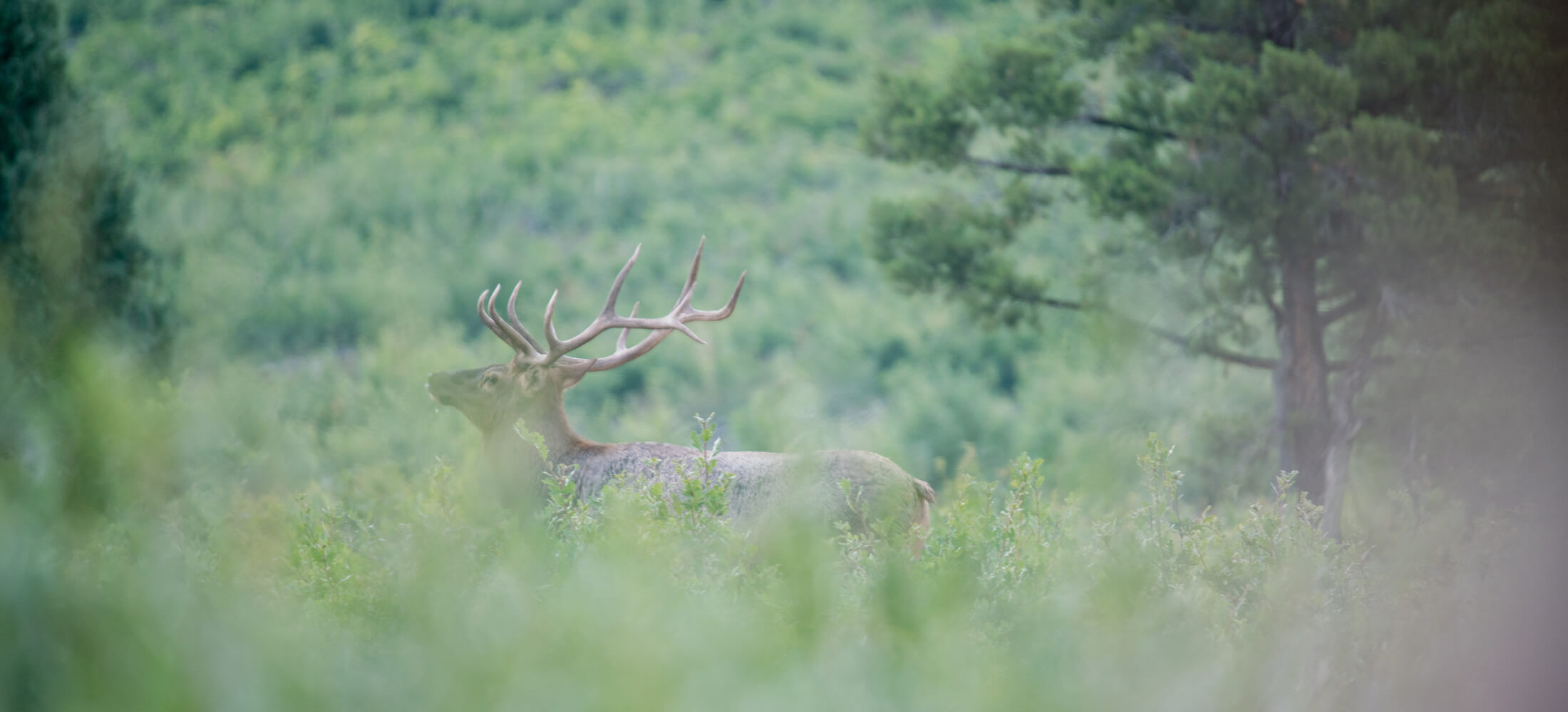 An elk seen from behind foliage