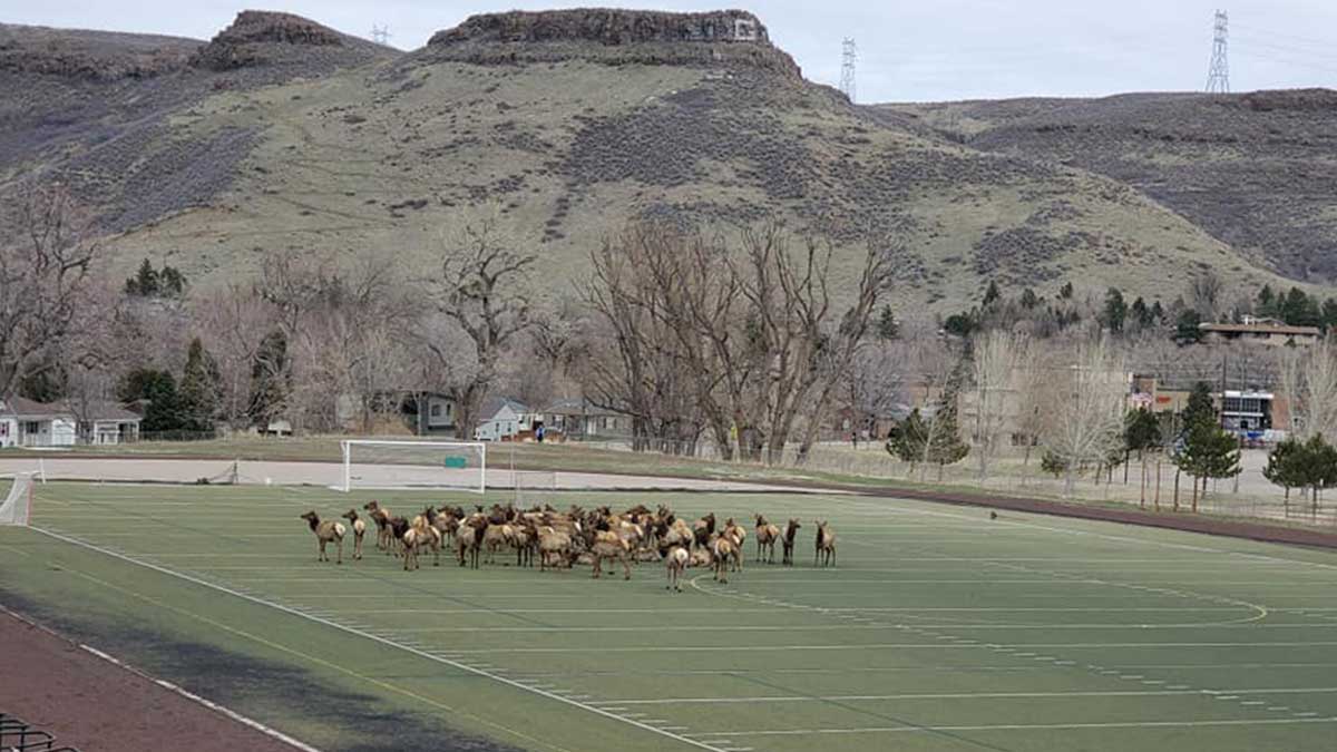 Elk Invade Colorado High School Football Field Rocky Mountain Elk