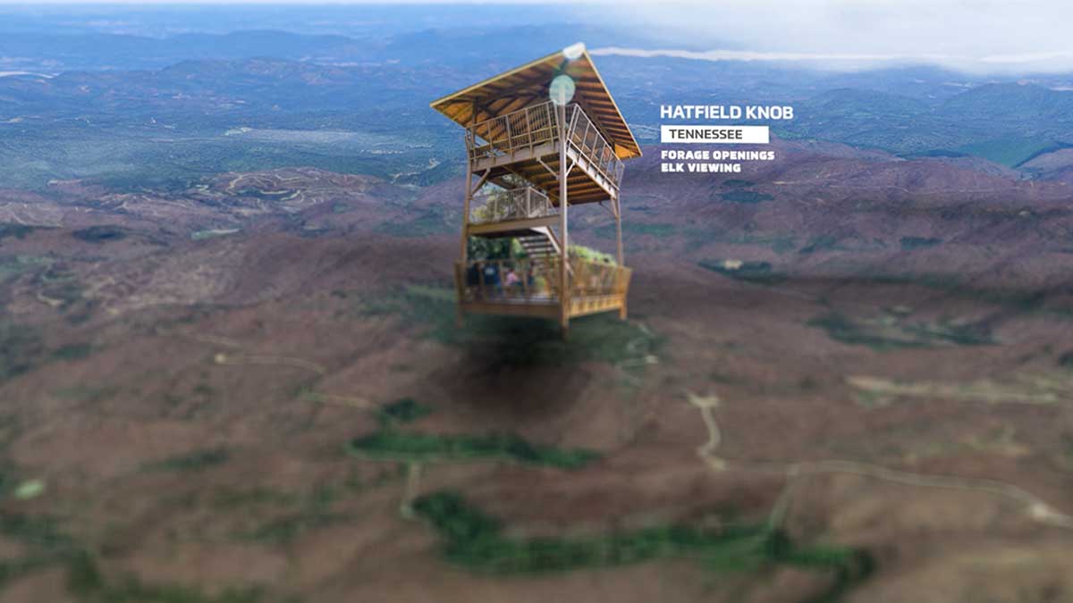 Hatfield Knob Forage Openings Tennessee Restoring Elk Country Rocky