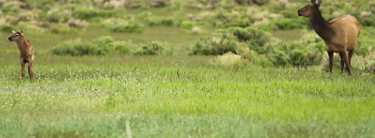 Elk Calves Rocky Mountain Elk Foundation