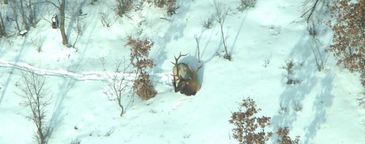 Elk suspected of brainworm put down in michigan