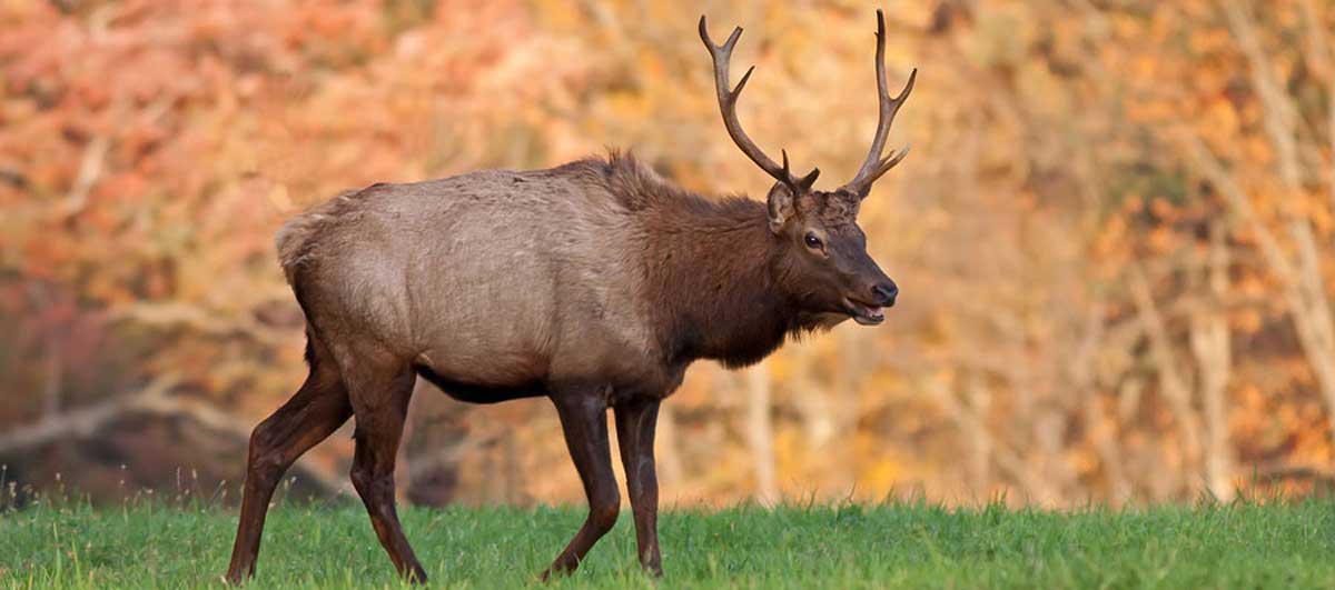 Elk Hunting in Oklahoma? Rocky Mountain Elk Foundation