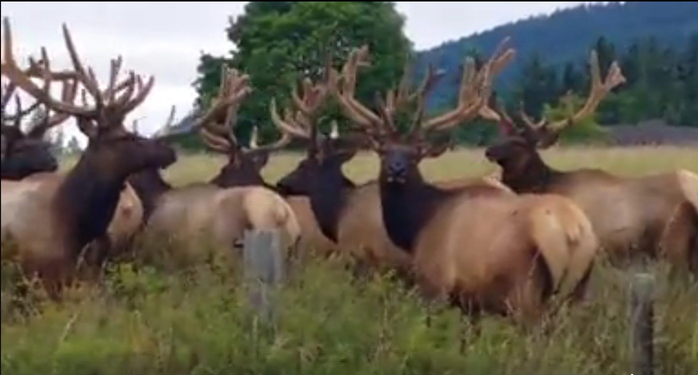 Amazing group of Washington State bulls | RMEF Media | Rocky Mountain ...
