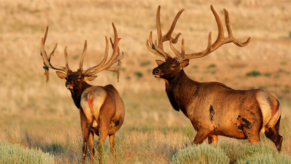 What's the difference red deer and elk? | Rocky Mountain Elk