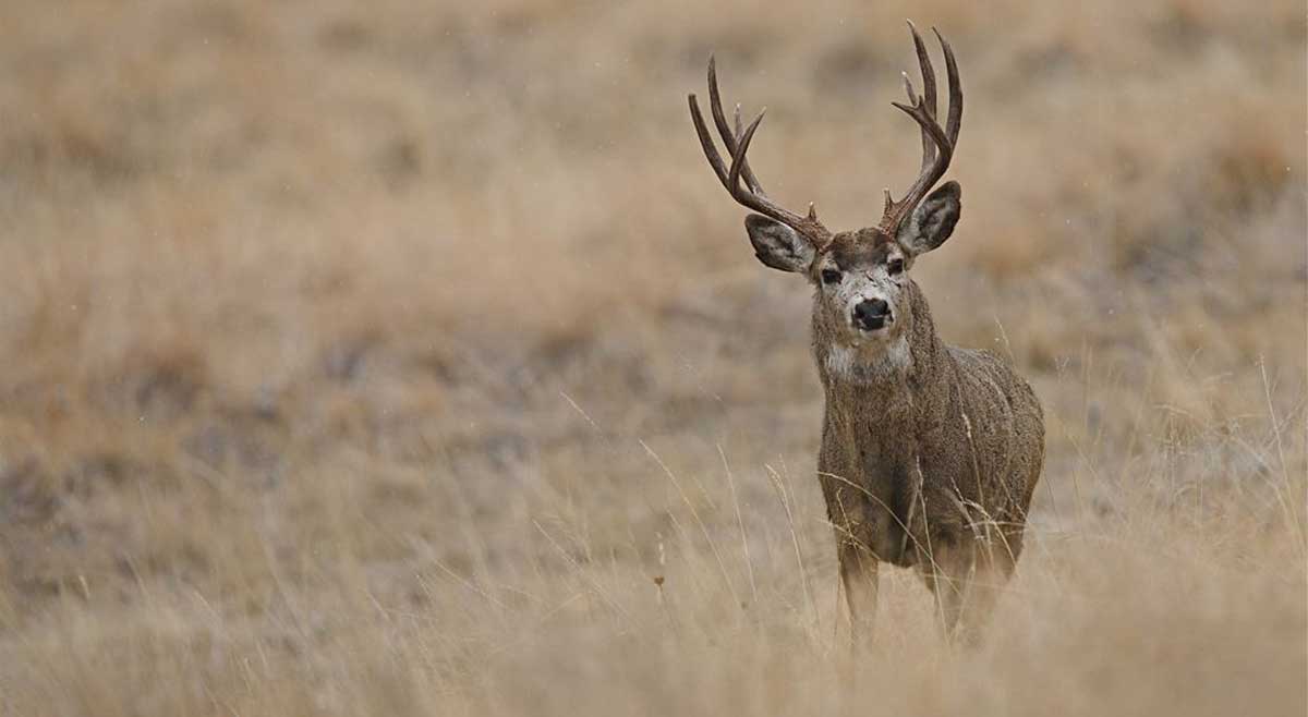 ‘Suspect’ CWD Sample Taken in Montana | Rocky Mountain Elk Foundation