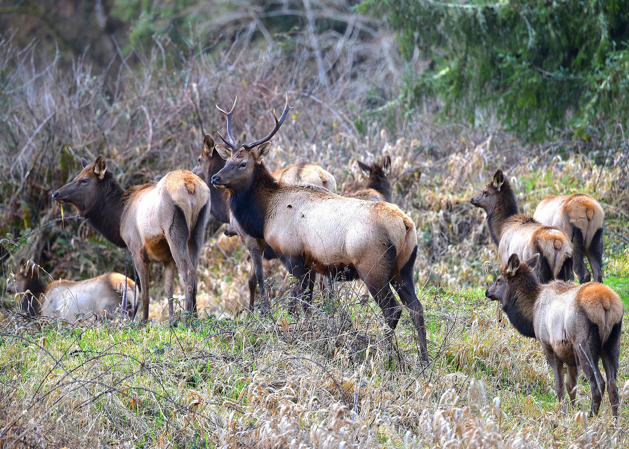 Attention Oregon Elk Hunters Note Travel Rules for 2023 Season Rocky