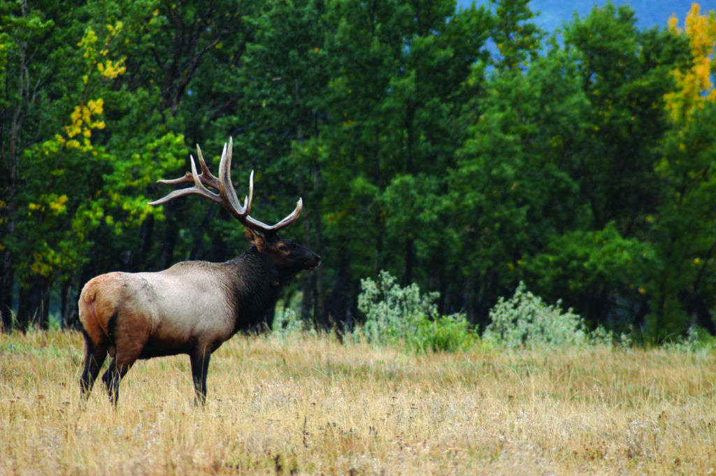 Wildlife Leadership Awards | RMEF Media | Rocky Mountain Elk Foundation