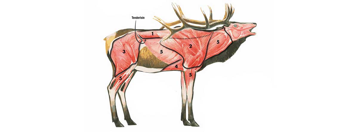 elk-breakdown-know-your-cuts-rocky-mountain-elk-foundation