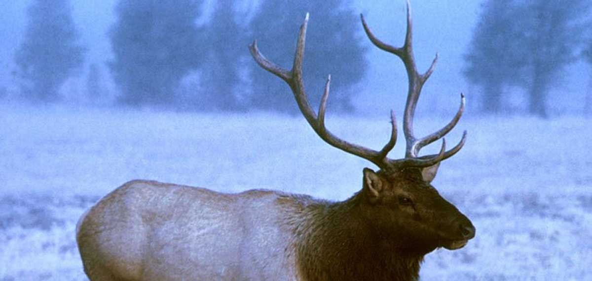 Monitoring Minnesota's Elk Herd Numbers Continue to Decline Rocky