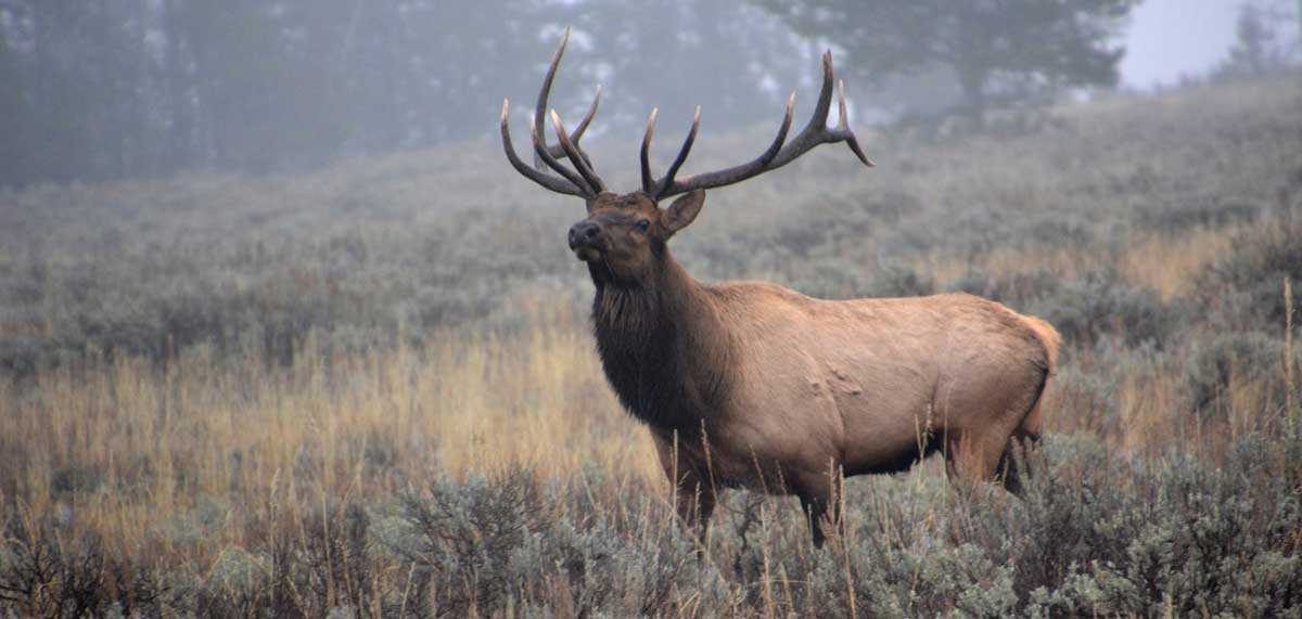 Big Game Hunters Set Crosshairs on Wyoming | Rocky Mountain Elk Foundation