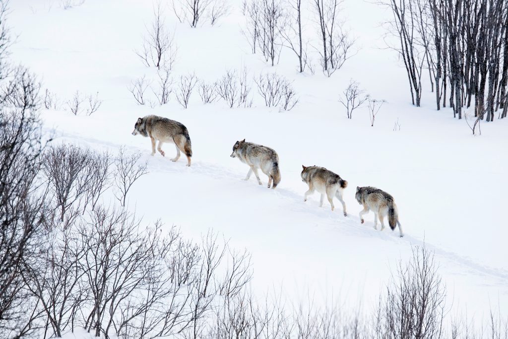 Wolf Delisting Public Hearing Set for June 25 in Minnesota | Rocky