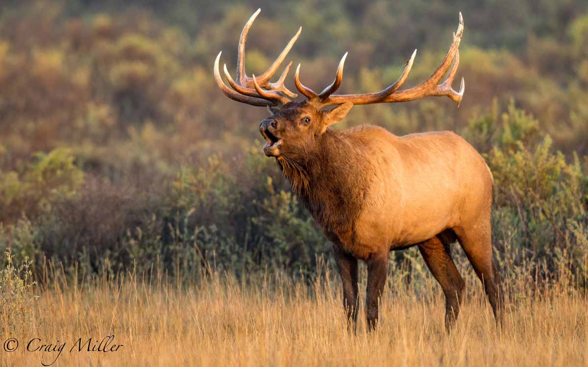 elk bull mount