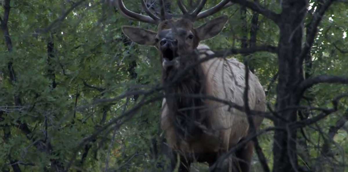 System for Finding Peak Rut Elk Rocky Mountain Elk Foundation