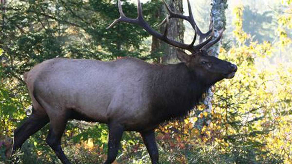 Application Period for 2019 Wisconsin Elk Hunt Opens May 1 | Rocky ...