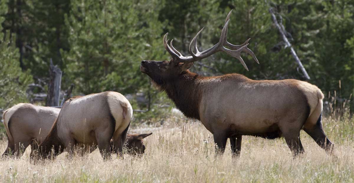 huge bull elk bugling