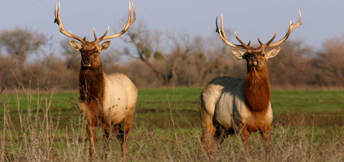 Comments on the California Elk Management Plan | Rocky Mountain Elk Foundation