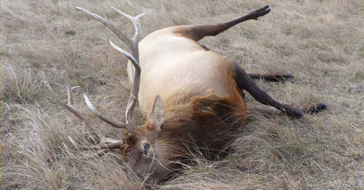 Info Sought on Nebraska Elk Poaching | Rocky Mountain Elk Foundation