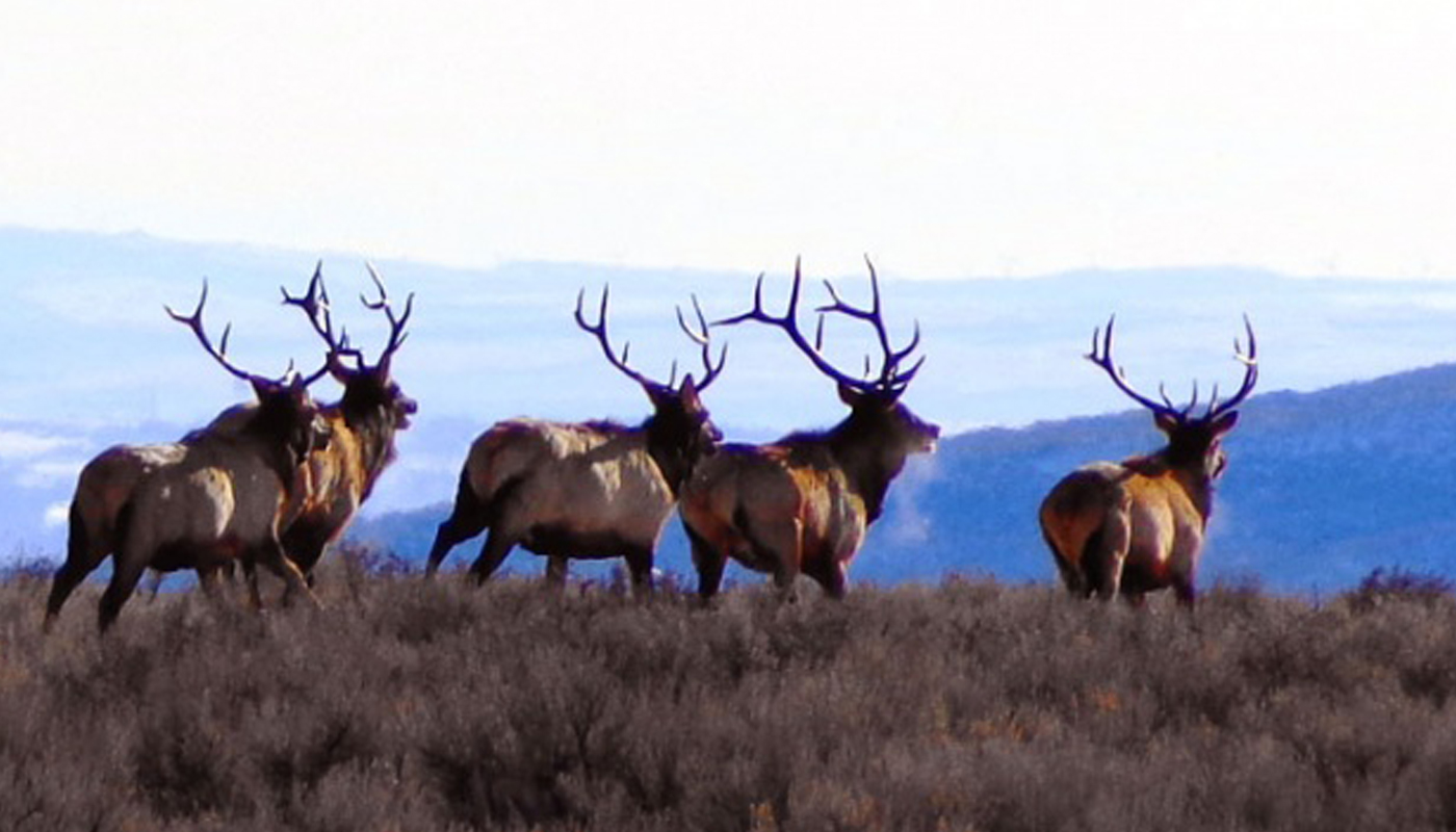 Info Sought in Idaho Elk Poaching | Rocky Mountain Elk Foundation