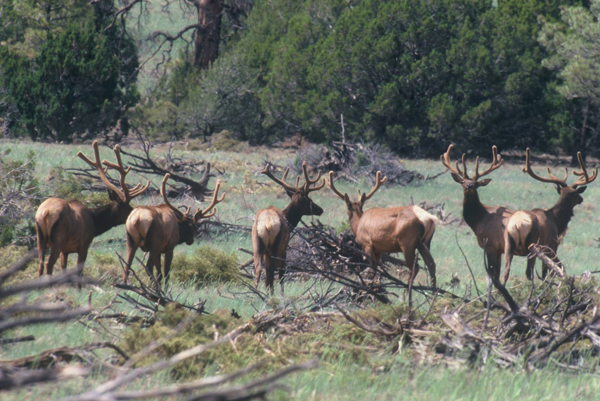 application-period-opens-for-2018-arizona-elk-hunt-rocky-mountain-elk