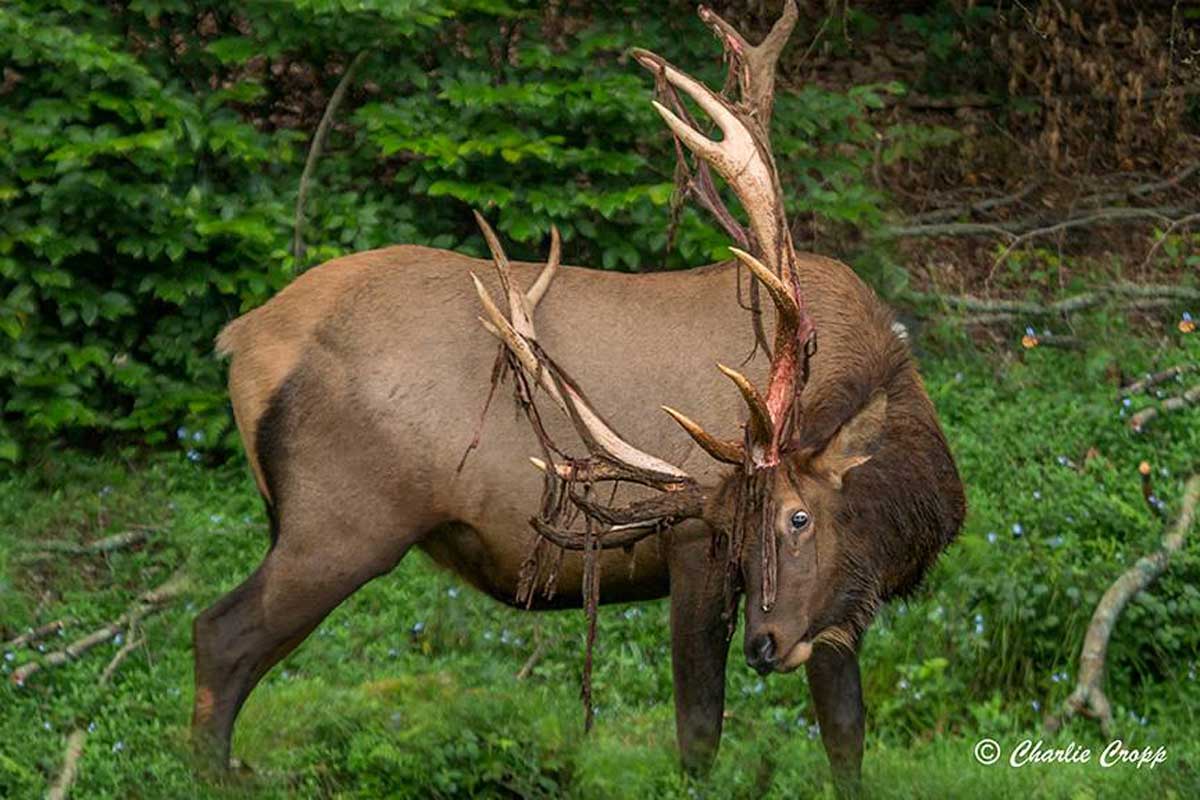 When are a bull’s antlers bright white and streaked with blood? | Rocky ...