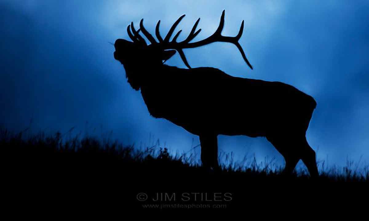 How Does the Full Moon Affect Elk? | Rocky Mountain Elk Foundation