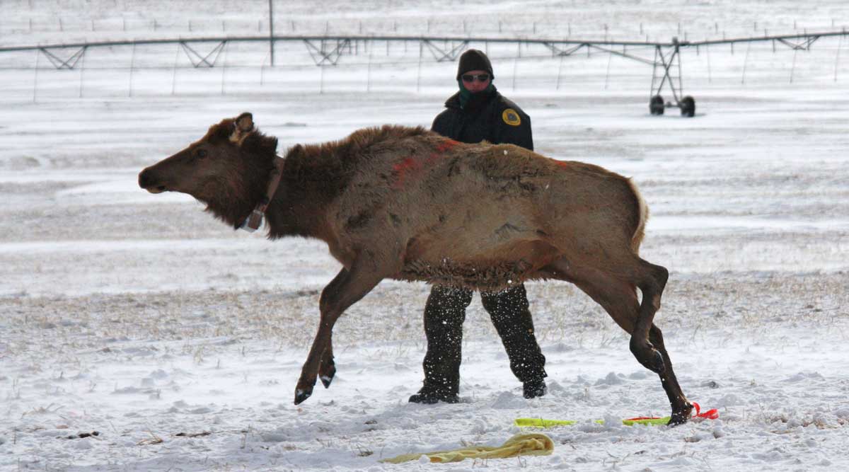 Biologists Capture Elk for Brucellosis Testing | Rocky Mountain Elk