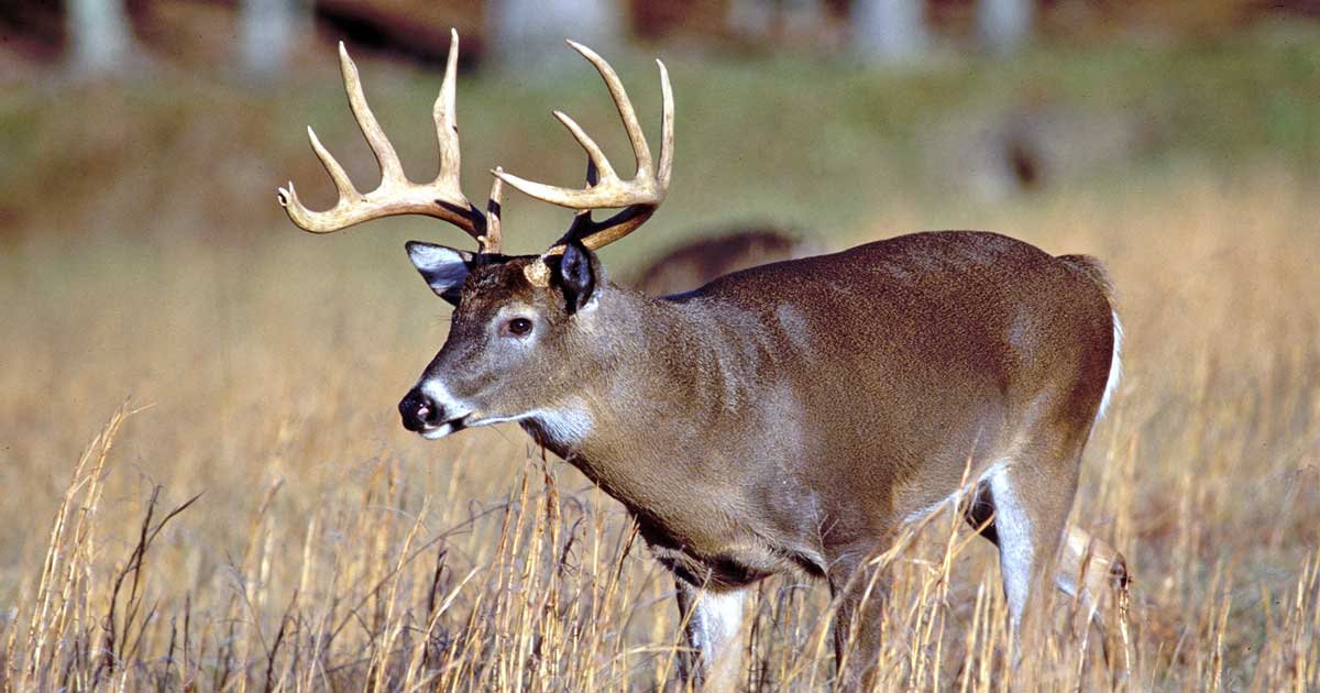 Mississippi Becomes 24th CWD State | Rocky Mountain Elk Foundation