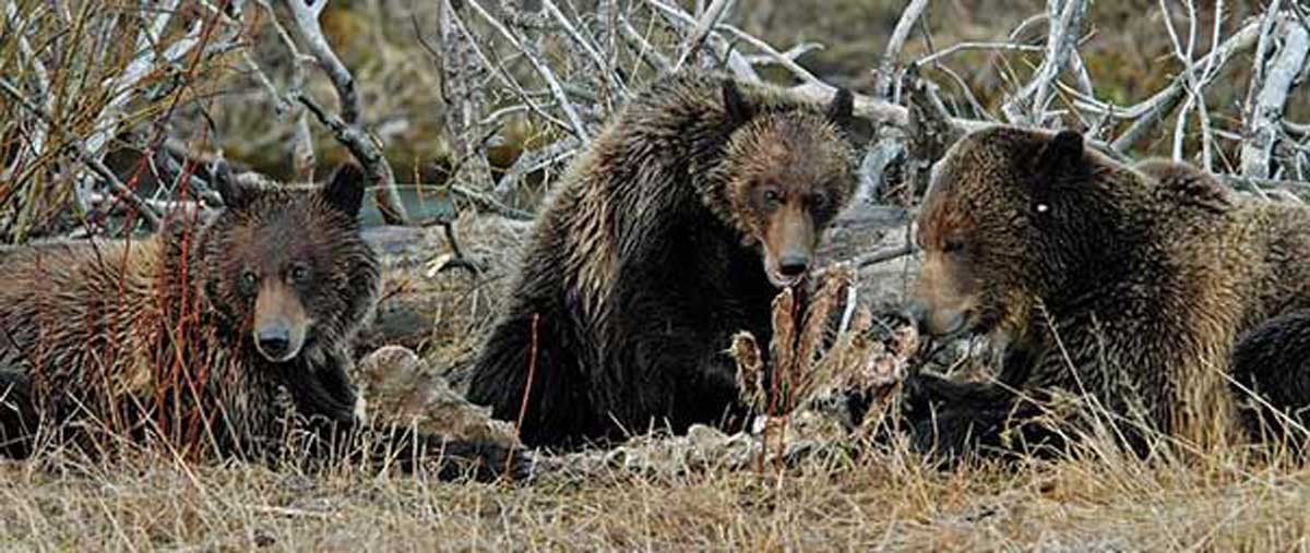 Idaho Discusses Grizzly Hunt, Extending Wolf Seasons | Rocky Mountain ...