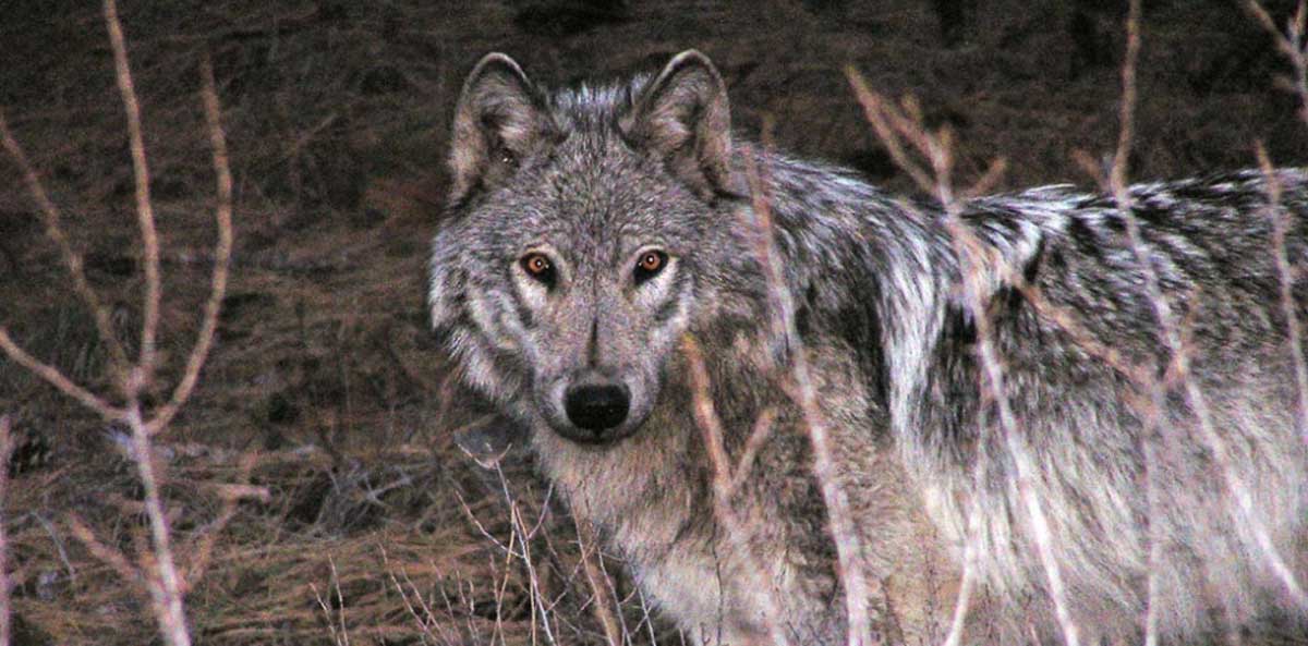 Wyoming Increases Quota, Expands Wolf Hunt | Rocky Mountain Elk Foundation