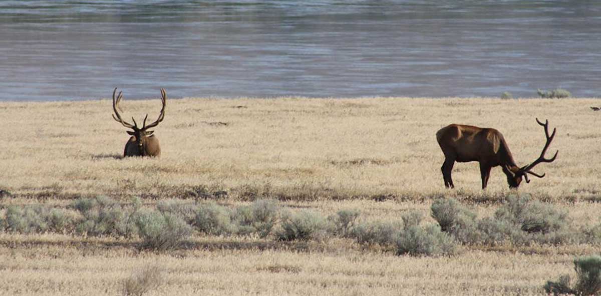 Washington Approves Changes to Elk Hunting Season Rocky Mountain Elk