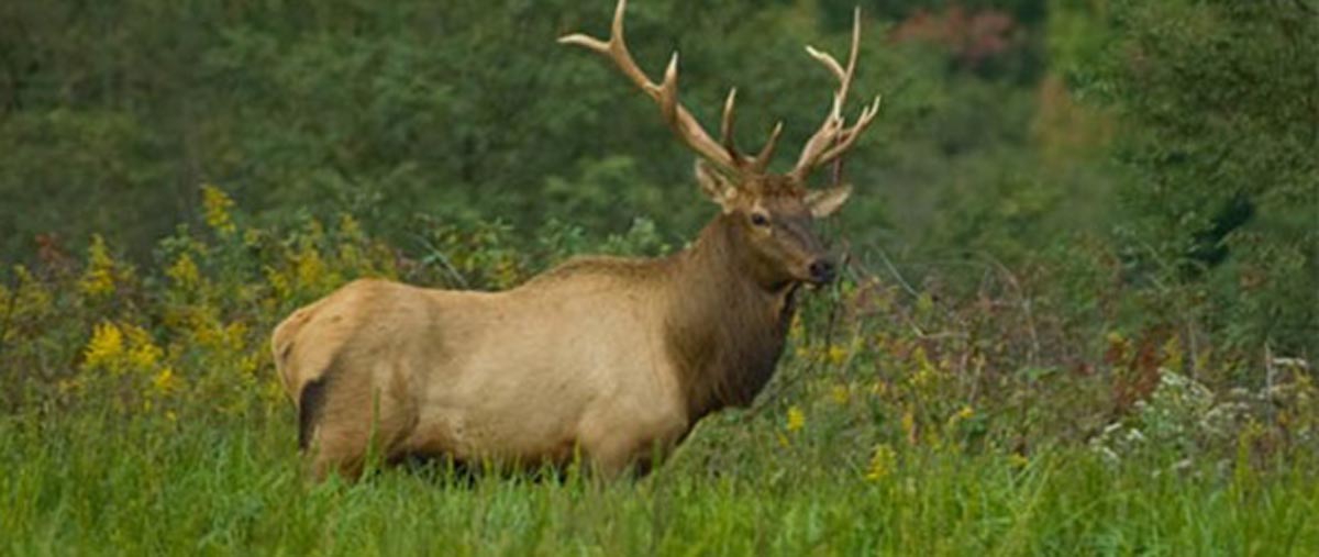 Nearly 80,000 Put in for Kentucky Elk Draw Rocky Mountain Elk Foundation