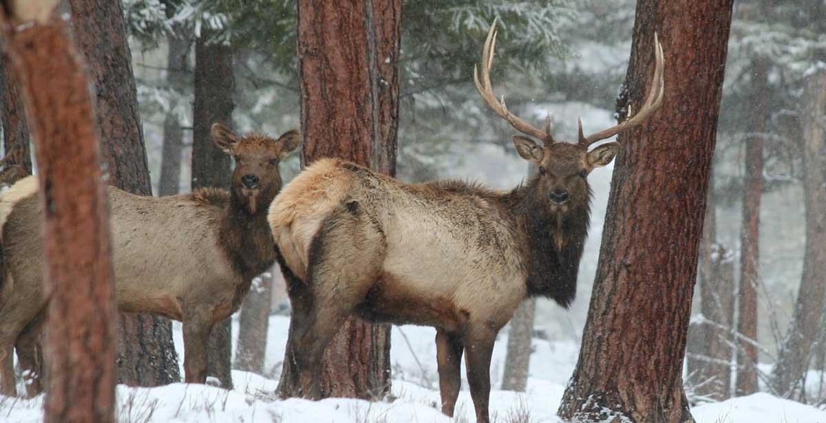 Oregon Offers Leftover Elk Tags Rocky Mountain Elk Foundation