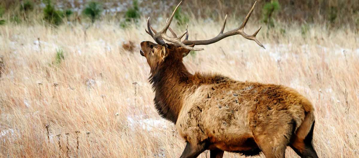 Elk Hunting Licenses Available in South Dakota Rocky Mountain Elk