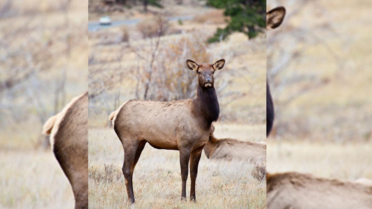 Elk Shoulder Seasons Underway in Montana Rocky Mountain Elk Foundation