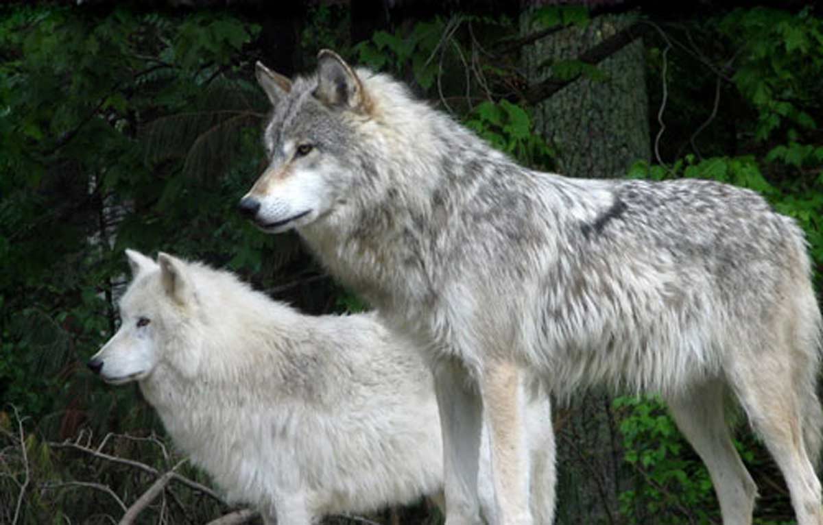 Minnesota Wolf Population Remains Stable | Rocky Mountain Elk Foundation