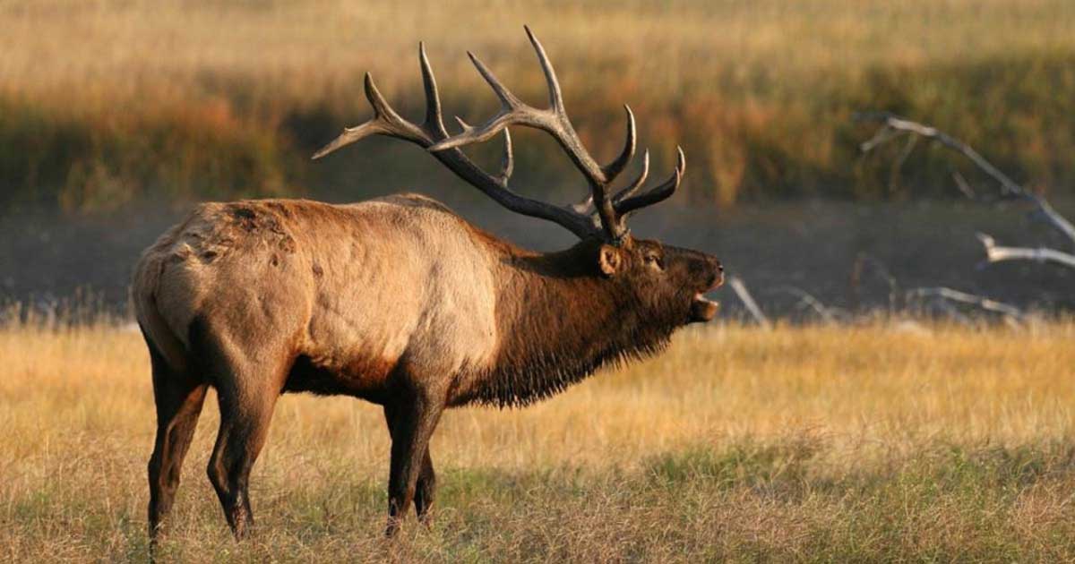 General Elk Hunt to Continue in Sawtooth Elk Zone Rocky Mountain Elk