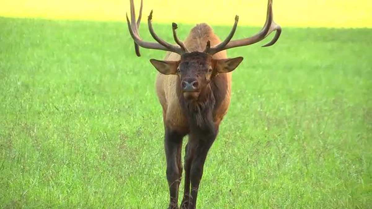 Elk Putting on a Show in North Carolina | Rocky Mountain Elk Foundation