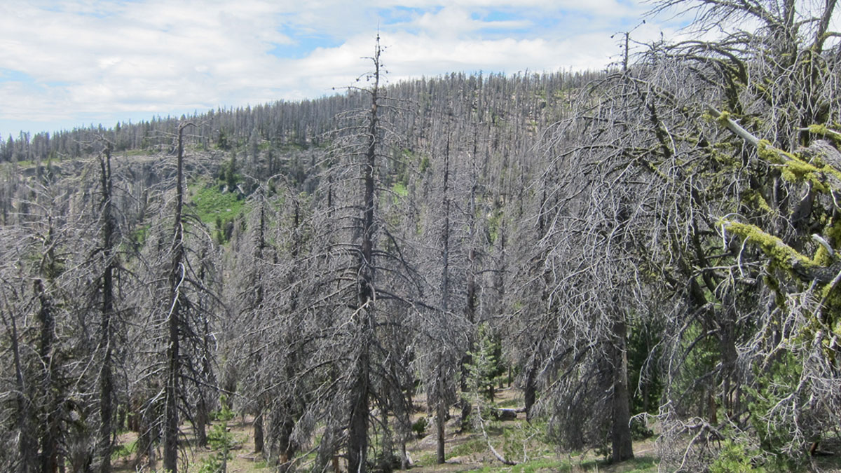 Study: Elk Avoid Beetle-Killed Forest Habitat | Rocky Mountain Elk ...