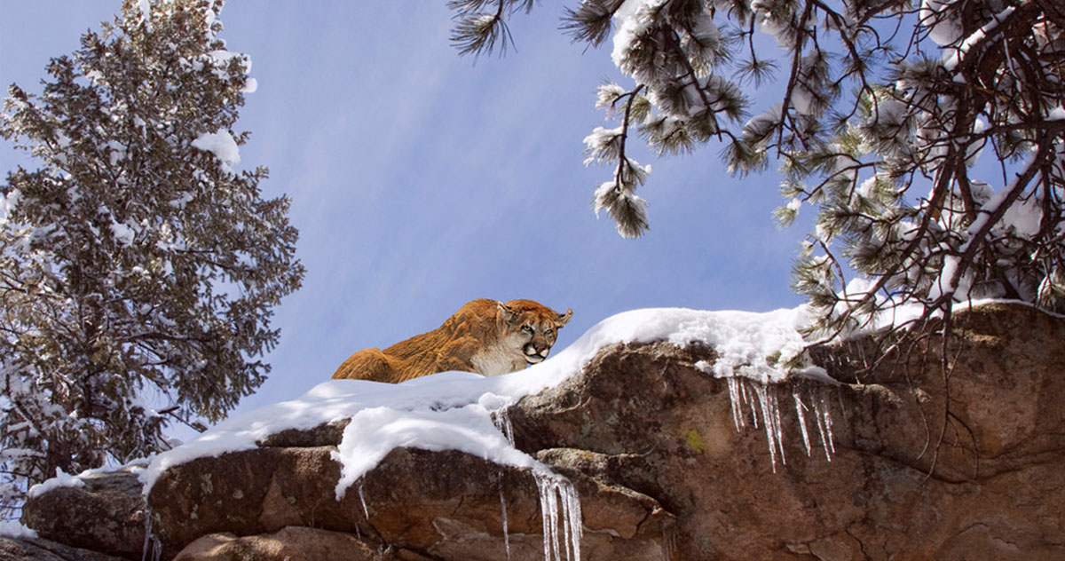 Jogger Strangles Mountain Lion to Death after It Attacks Him | Rocky ...