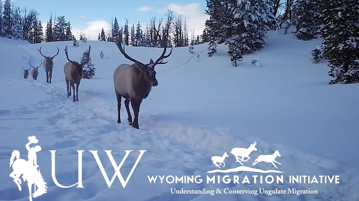 Watch Elk Migrate Rocky Mountain Elk Foundation