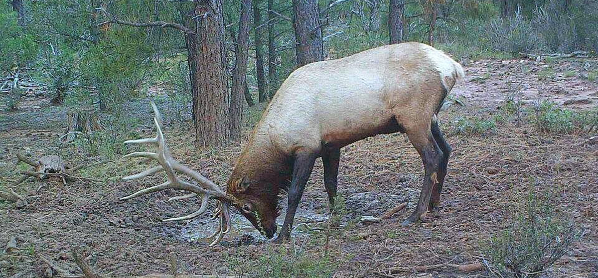 Leftover Elk Licenses Available In Arizona | Rocky Mountain Elk Foundation