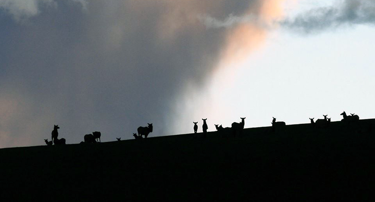 Big Game Feeding Limited In Idaho Rocky Mountain Elk Foundation