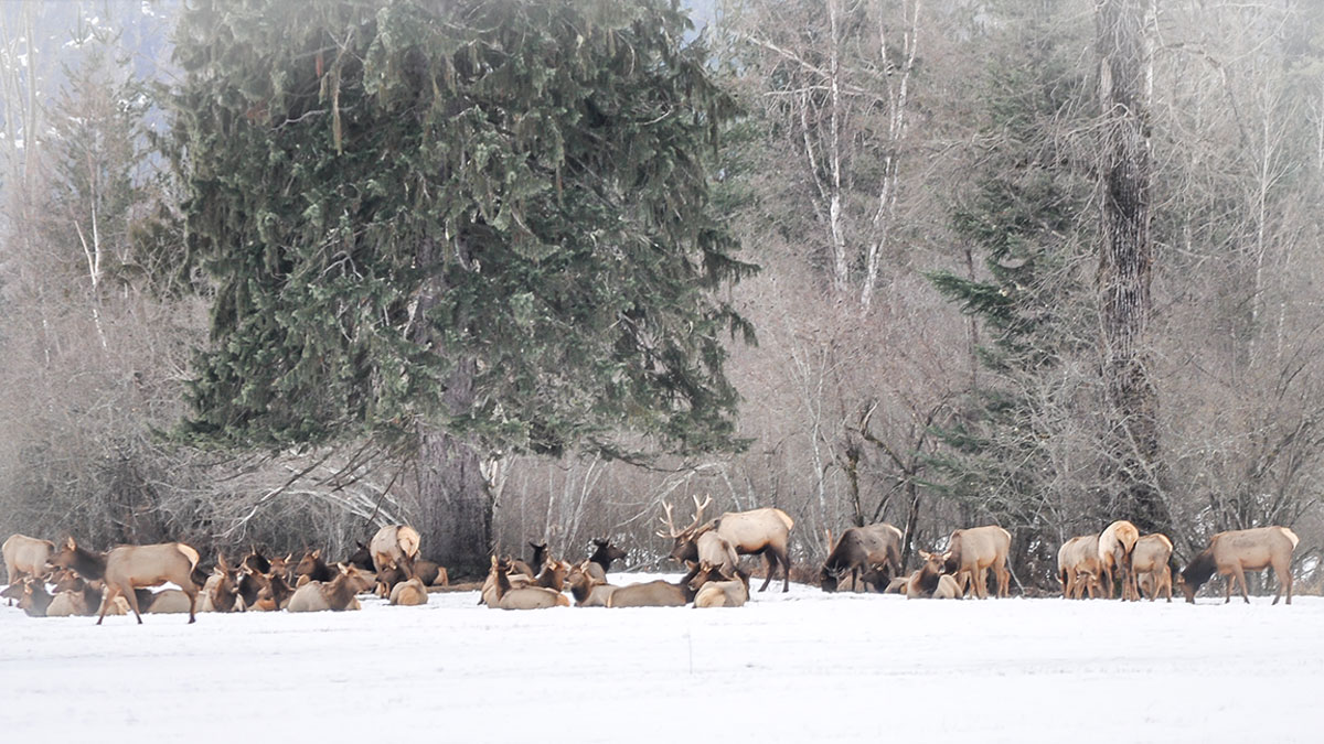 Idaho Unveils 20192020 Big Game Season Proposals Rocky Mountain Elk