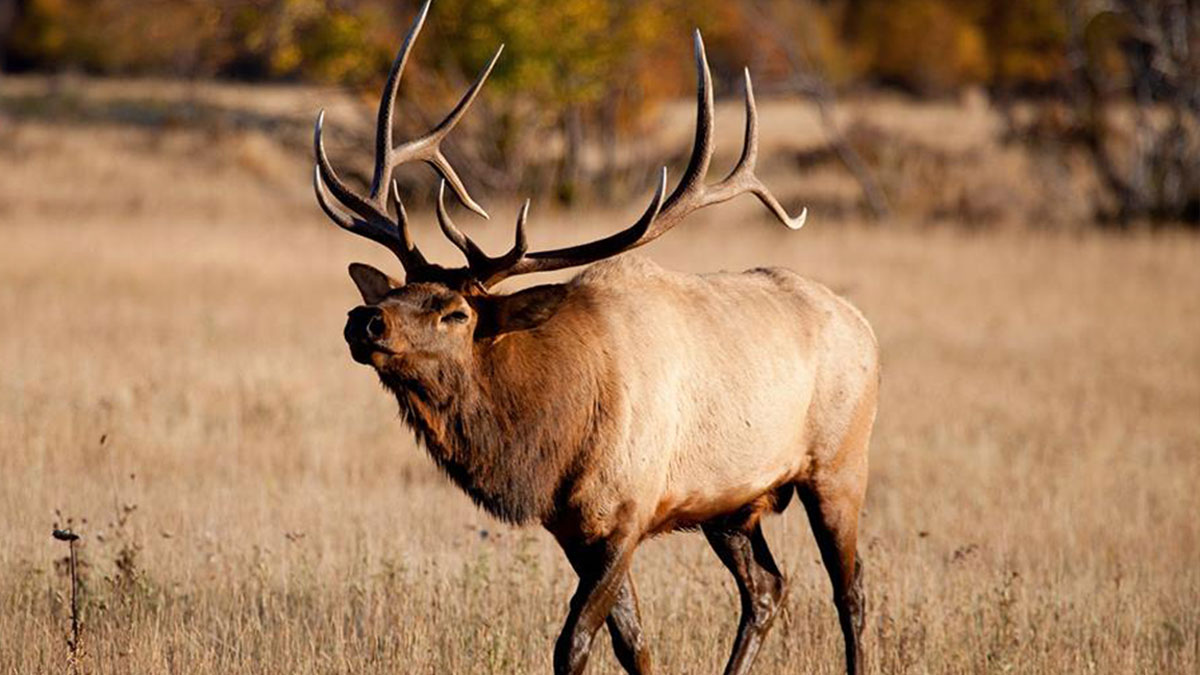 Idaho’s 201920 Big Game Seasons and Rules Now Online Rocky Mountain