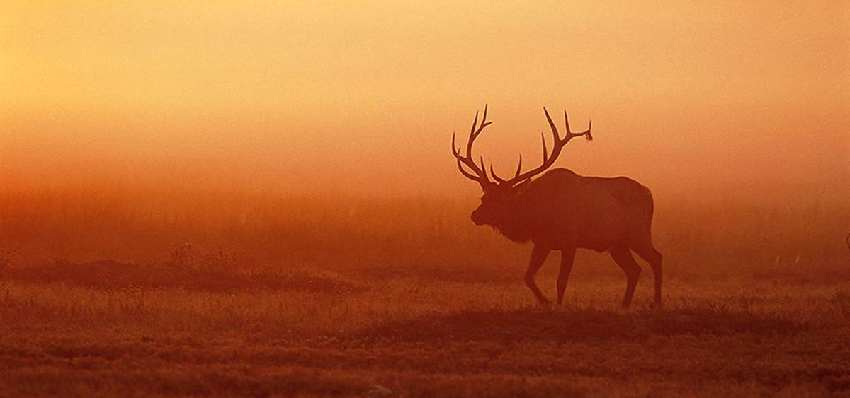 Nebraska Commission Approves Big Game Hunting Rocky