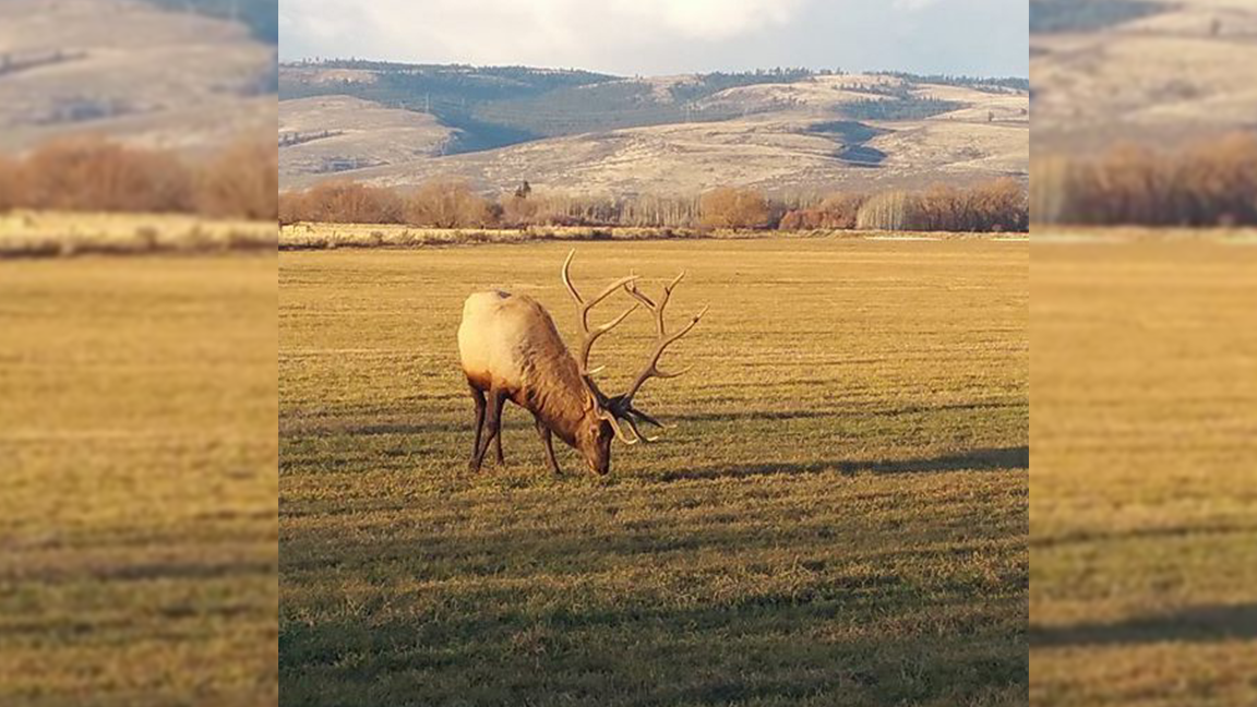 WDFW Approves Elk Hunt Changes, Green Lights RMEF Project Rocky