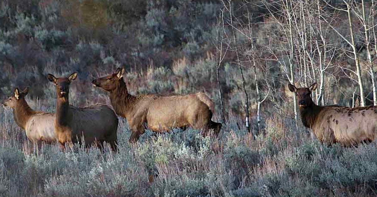 Utah’s Antlerless Elk Application Period Opens May 30 Rocky Mountain