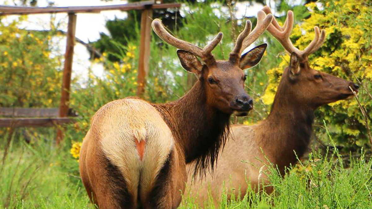 New Elk Damage Hunt Part of 2020 Oregon Big Game Regulations Rocky